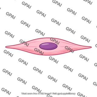 Uterine smooth muscle cell