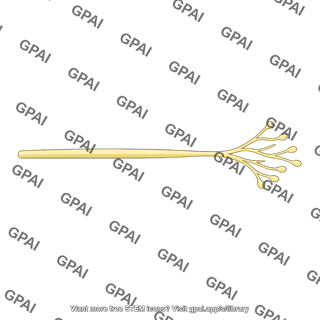 Input nerve fiber