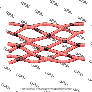 Cardiac muscle latticework