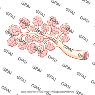 Compound salivary gland