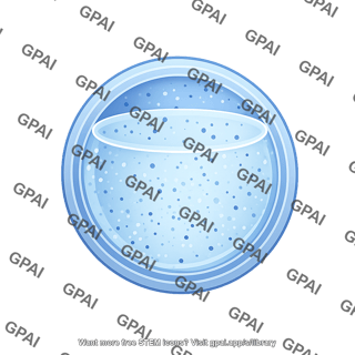 Vesicle large stage 3