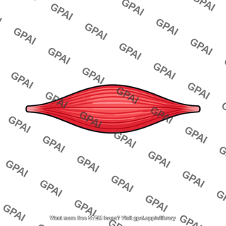 Fusiform muscle
