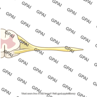 Ventral root