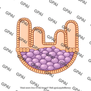 Intestinal epithelium peyer s patch