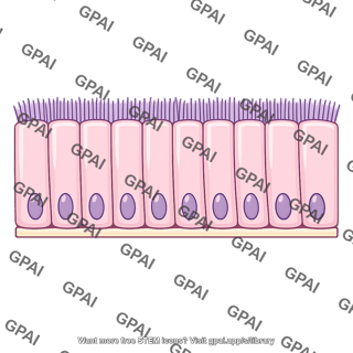 Ciliated epithelium
