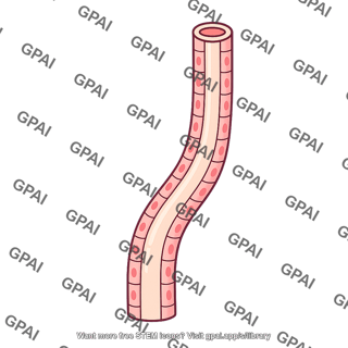 Thick ascending limb of loop of henle
