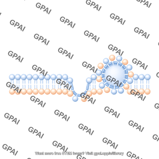 Membrane with vesicle linear stage 2 side