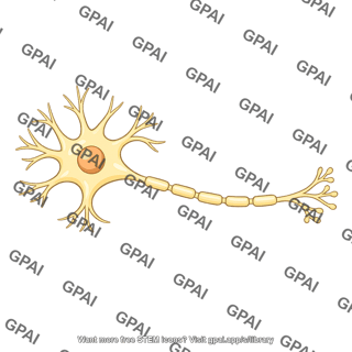Multipolar neuron