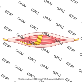 Muscle spindle stretched