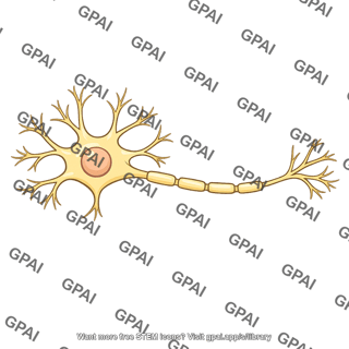 Multipolar neuron