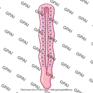 Endometrial gland