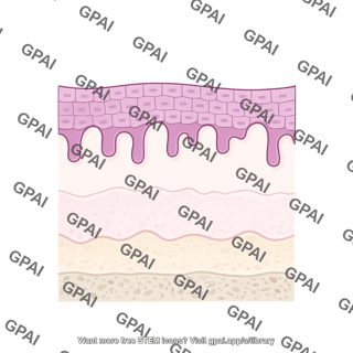 Epithelial layers oral mucosa