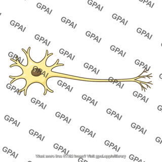 Neuron