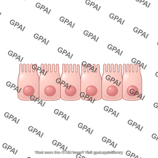 Enterocytes row