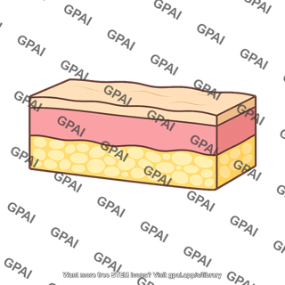 Skin cross section three layer
