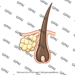 Sebaceous gland