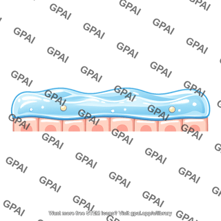 Mucus layer