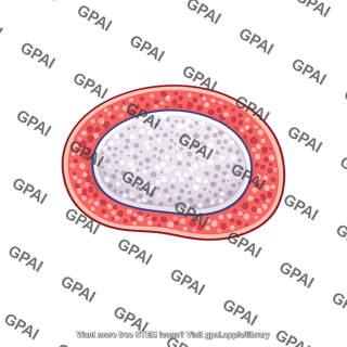 White pulp