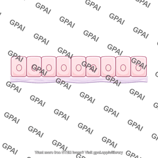Epithelial basement membrane