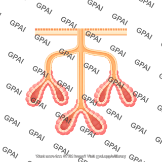 Exocrine gland compound tubular