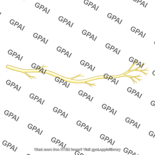 Branching nerve fiber