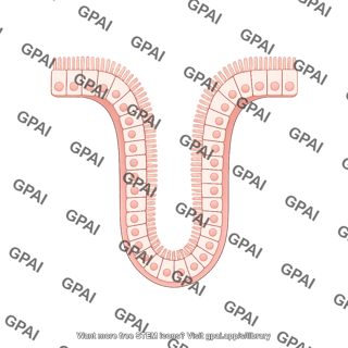 Intestinal crypt 4