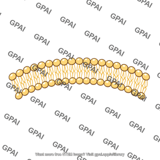 Phospholipid bilayer