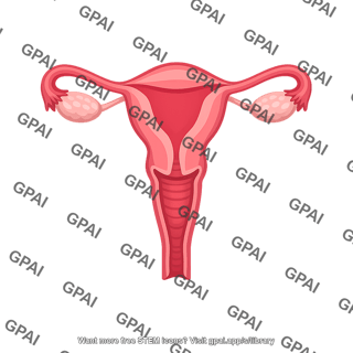Female reproductive tract