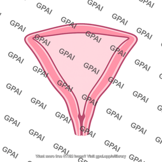 Uterine cavity