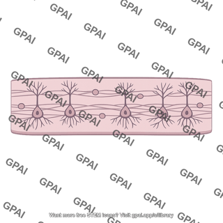 Cortical layer iii