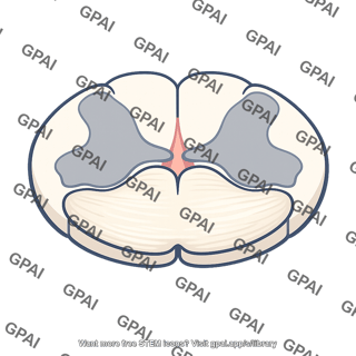 Anterior white column