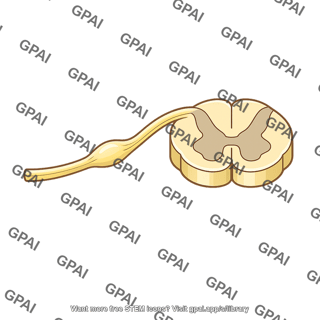 Dorsal root with ganglion