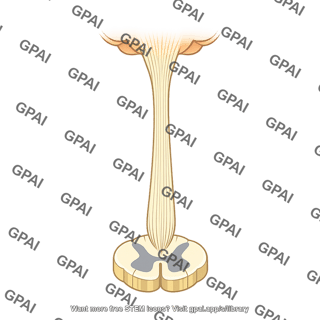 Reticulospinal tract