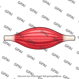 Skeletal muscle tensed