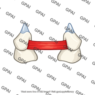 Transverse arytenoid muscle