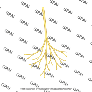 Free nerve ending