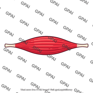 Axial muscle