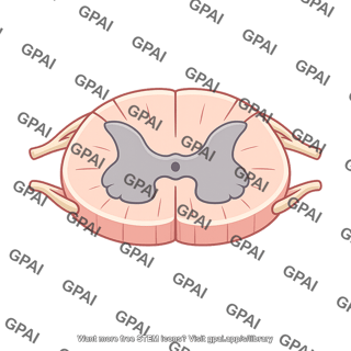 Upper thoracic spinal cord