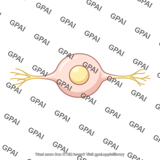 Spiral ganglion neuron