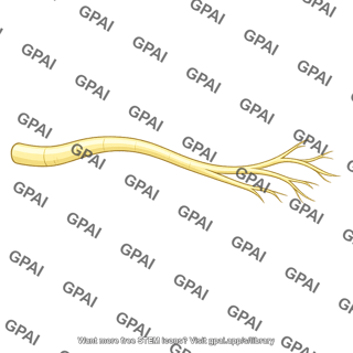 Peripheral nerve