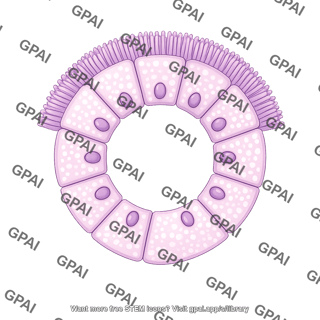 Mucous gland brush