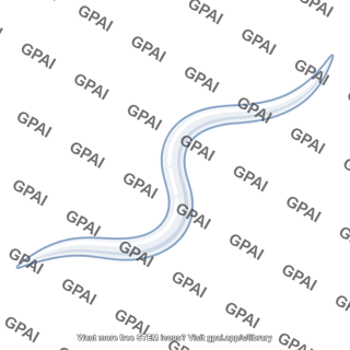 Nematode worm