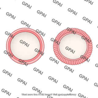 Gut lumen