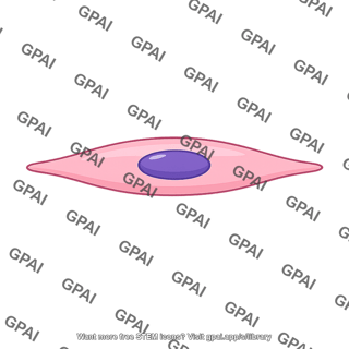 Smooth muscle cell