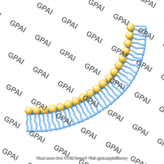 Quarter circle membrane phospholipid bilayer filled