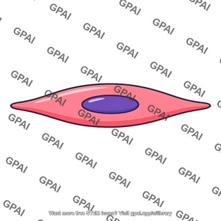 Smooth muscle cell