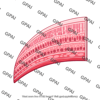 Retina medial half