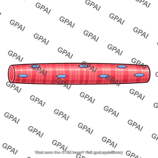Extrafusal muscle fiber