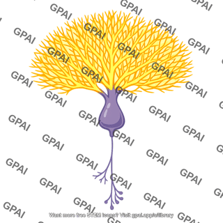 Purkinje cell depolarized