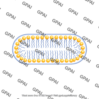 Pill shaped membrane bilayer medium